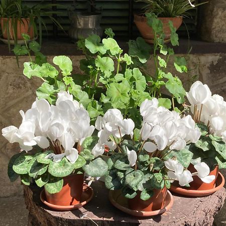 Tencarola B & B Kültér fotó